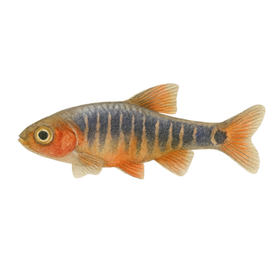Danio eritromikronas