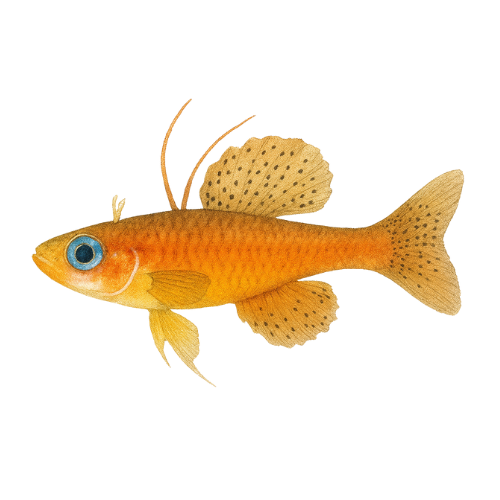 Pseudomugil luminatus