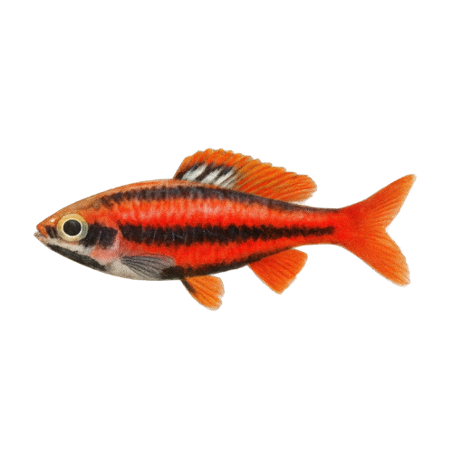 Nannostomus mortenthaleri