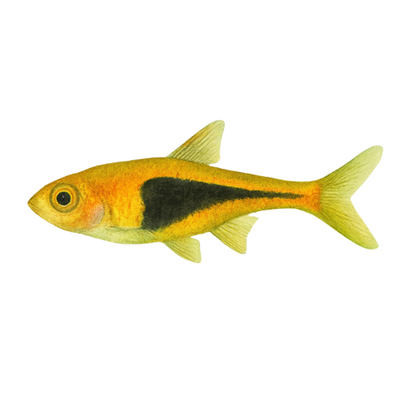 Rasbora esspei