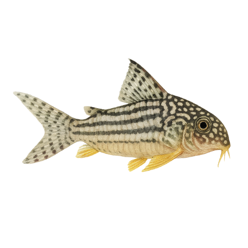 Corydoras sterbai