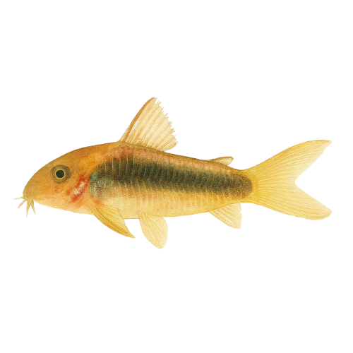 Corydoras spec. CW010