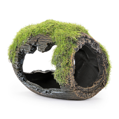 Didelė samanota statinė