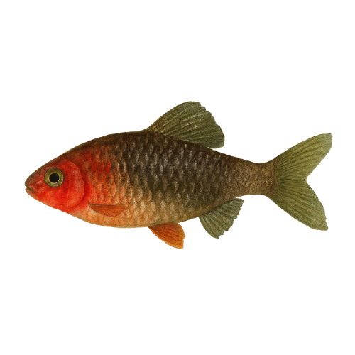 Barbusas /Puntius/ Rubinas Barbas