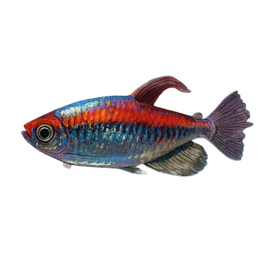 Fenakograma pertraukiama