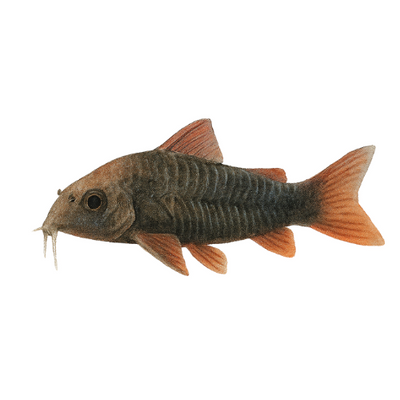 Corydoras sp. juodoji venesuela