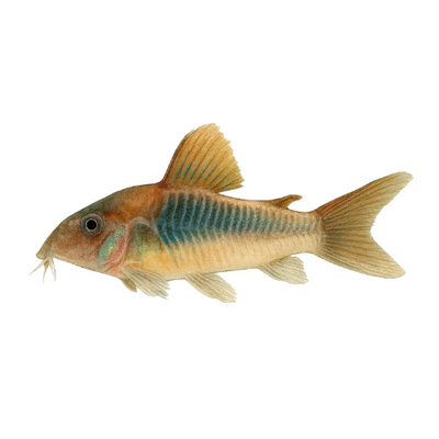Corydoras aeneus