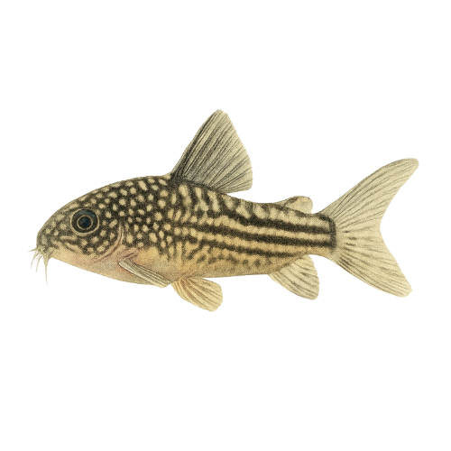 Corydoras nanus