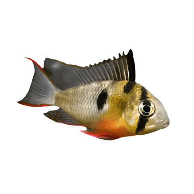 Mikrogeofagas altospinosa