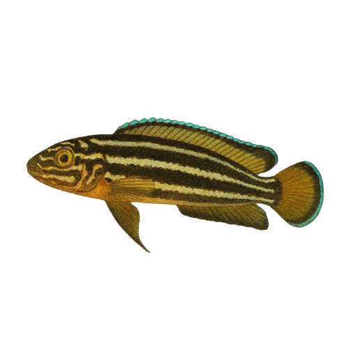 Julidochromis regani