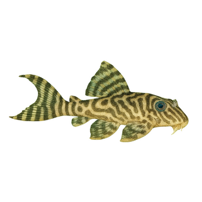 L66 Hypancistrus sp.