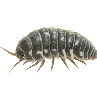 Armadillidium corcyraeum