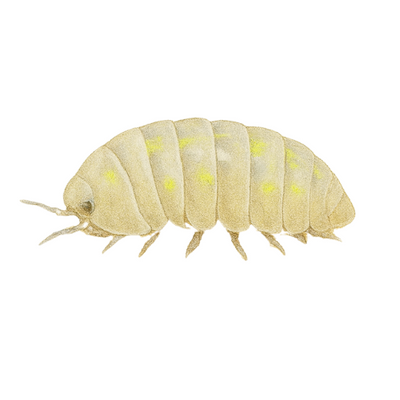 Armadillidium depressum Magiškas gėrimas