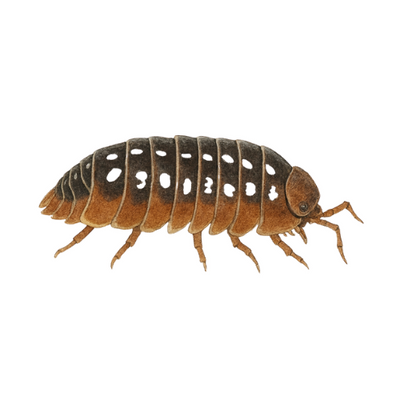 Armadillidium flavoscutatum