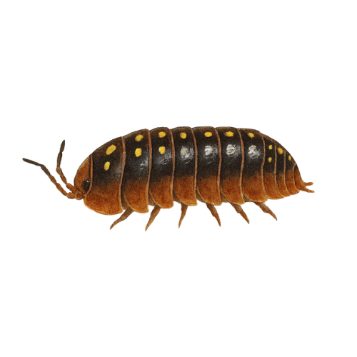 Armadillidium klugii