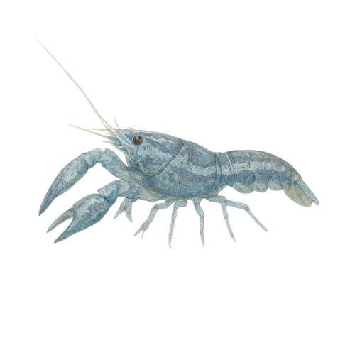 Cambarellus patzcuarensis mėlyna