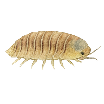 Cubaris spec. Karamelė