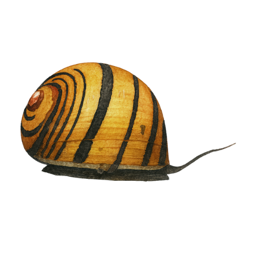 Neritina sp. žiedas