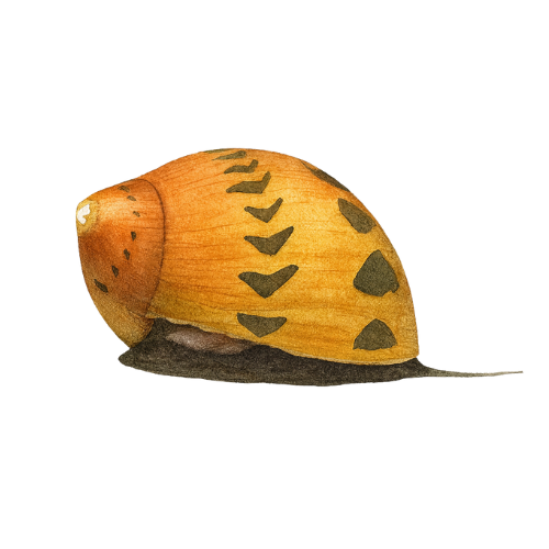 Neritina sp. dėmėtas