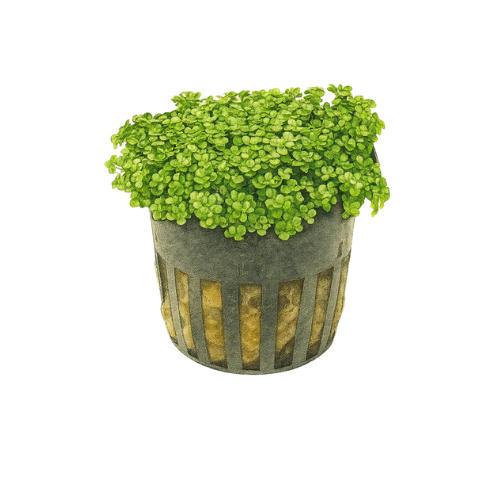 Hemianthus Callitrichoides Kuba