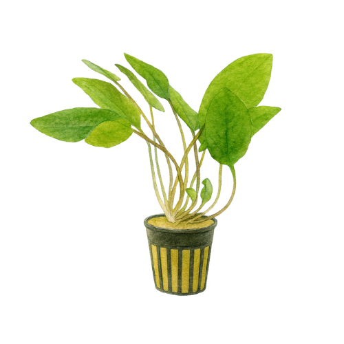 Cryptocoryne wendtii Žalias siauras lapas