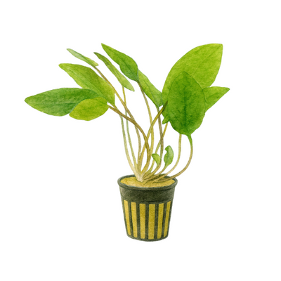 Cryptocoryne wendtii Žalias siauras lapas