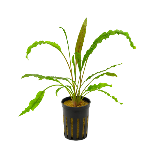 Cryptocoryne crispatula balansae