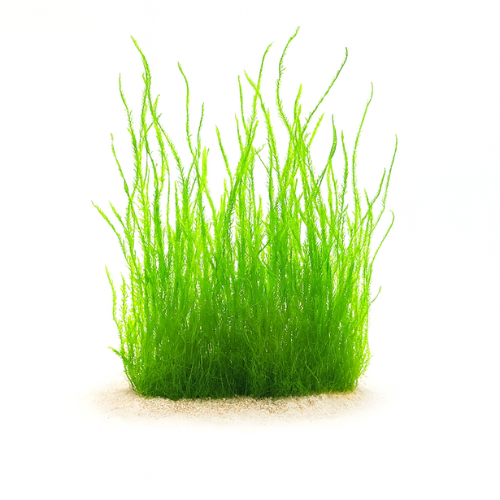 Taxiphyllum sp. liepsnos pelėdos