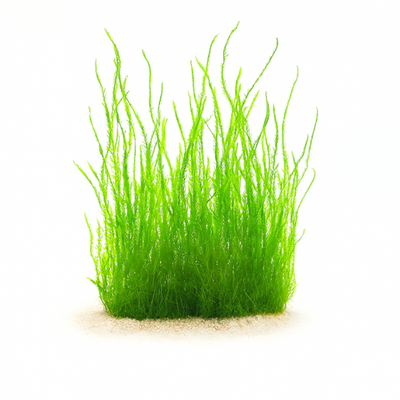 Taxiphyllum sp. liepsnos pelėdos