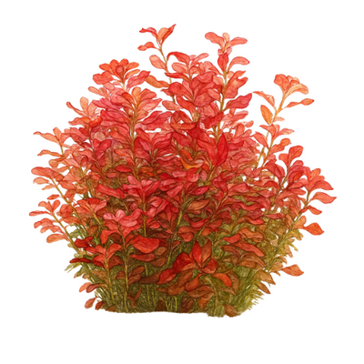 Ludwigia repens