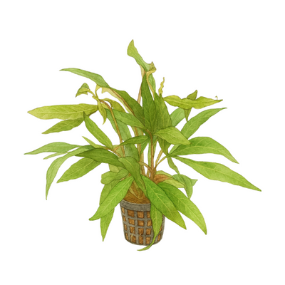 Hygrophila stricta siauras