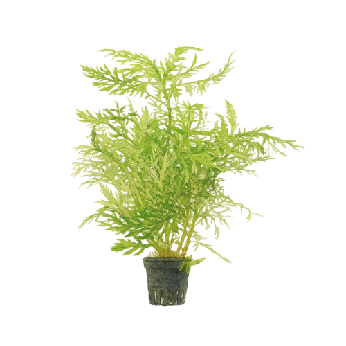 Hygrophila difformis