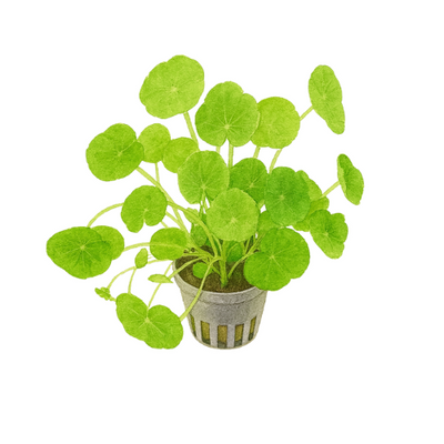 Hidrokotilinė leukocephala