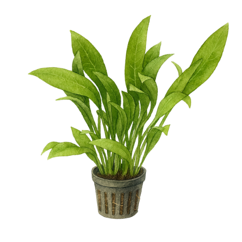 Echinodorus amazonicus