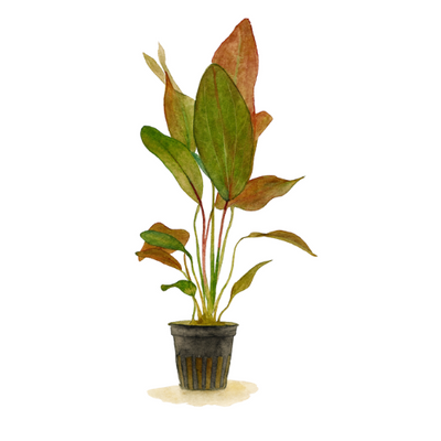 Echinodorus Ozelot Red
