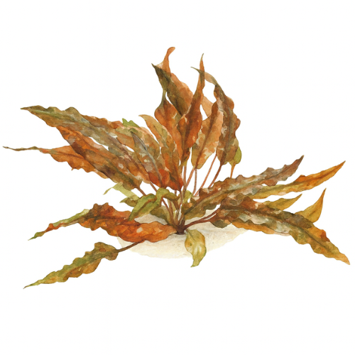 Cryptocoryne wendtii Mi Oya