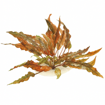 Cryptocoryne wendtii Mi Oya