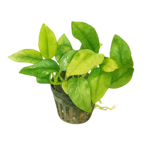 Anubias nana Golden