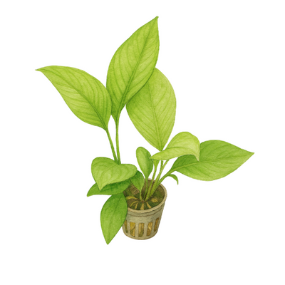 Anubias heterophylla