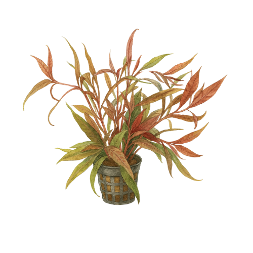 Alternanthera rosaefolia