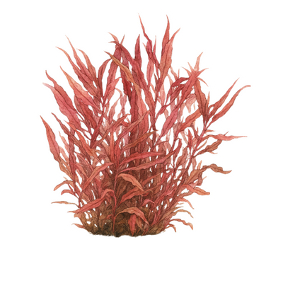 Alternanthera reineckii