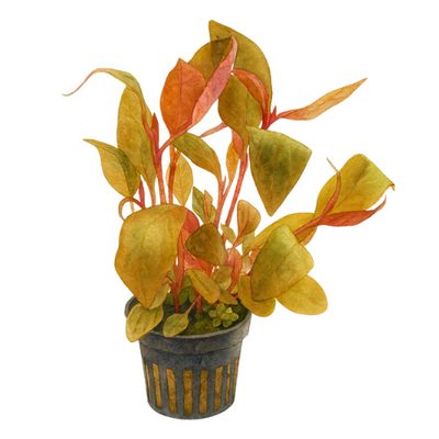 Alternanthera lilacina