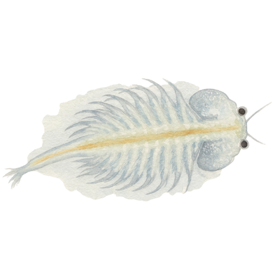 Artemijos naupliai - ką tik išsiritę, 90 ml pakuotė