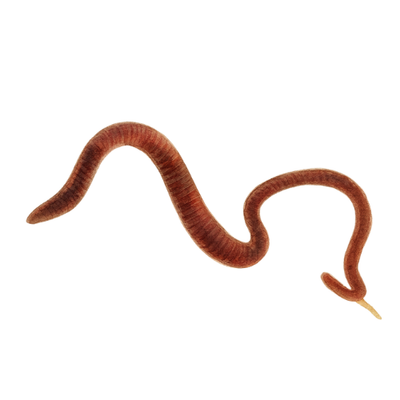 Juodieji kirminai (Kalifornijos juodieji kirminai) 45 ml pakuotė