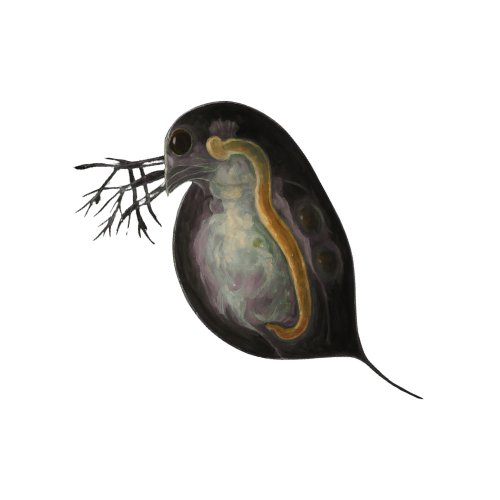 Dafnijos (vandens blusos) 45 ml pakuotė