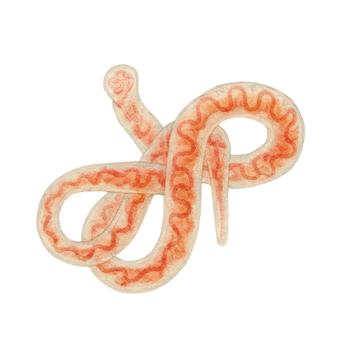 Tubifex 45 ml pakuotė