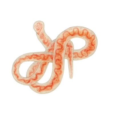 Tubifex 45 ml pakuotė