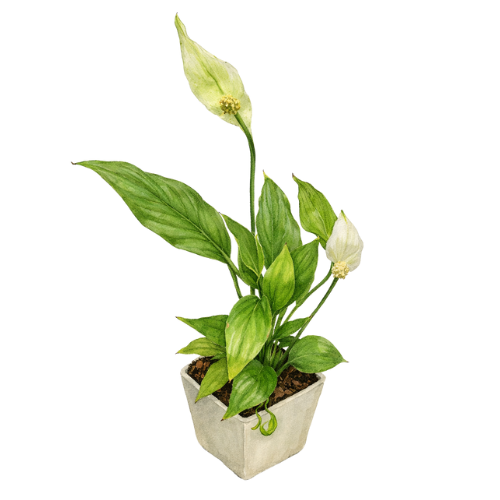Spathiphyllum Wallissi