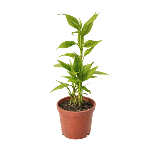 Dracena sanderiana