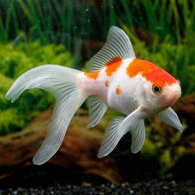 Carassius auratus sarasa